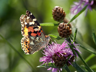 Butterfly on flowers