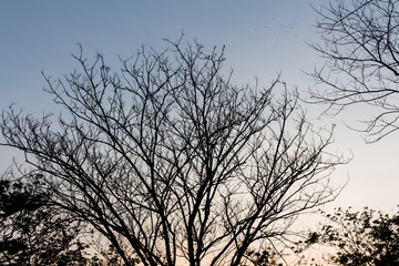 Drying tree with sunset time.
