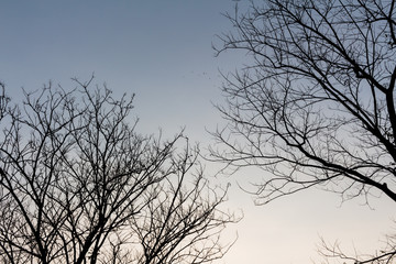 Fototapeta na wymiar Drying tree with sunset time.