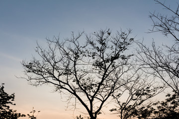 Drying tree with sunset time.