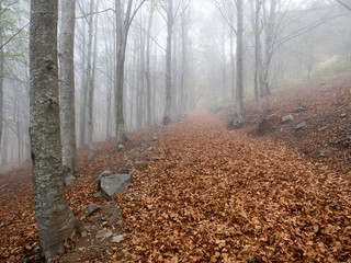 Autumn in the Montseny natural park (Catalonia, Spain)