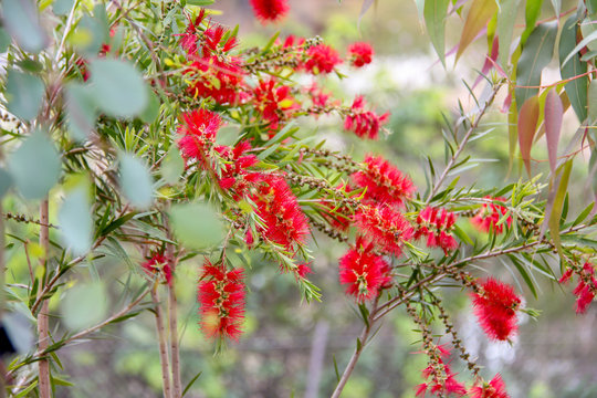 Crimson bottlebrush plant from Australia