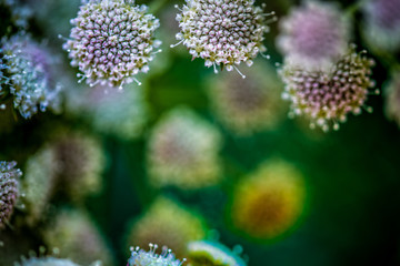 Denver Botanic Gardens