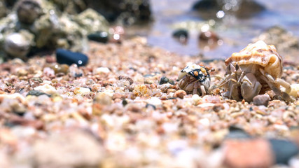 Crab sand beach close up. Cute crab on sand beach. Sand beach crab looking