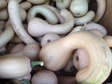mushrooms in market