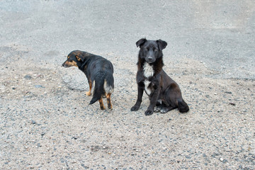 Two homeless dogs.Two dogs are waiting for a yummy