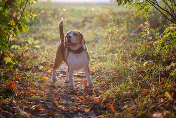 portrait of a dog breed Beagle in the autumn Park at sunset. Beagle on a background of bright yellow foliage