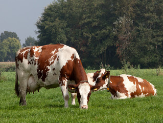 Fototapeta na wymiar Cows in meadow. Farming. Netherlands cattle breeding