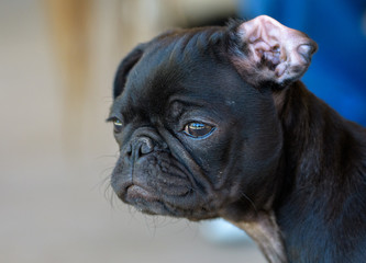 Portrait head shot of a pug