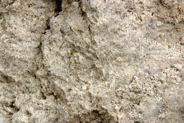 Cattle feed. Netherlands. Ensilage. Shovel