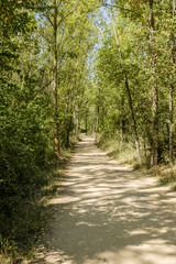 Straight sand walking path on a green forest on a sunny landscape