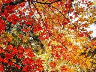 View of canopy of maple trees in the fall