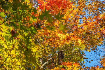 Colourful red and yellow maple leafe under the maple tree during autumn in South Korea,Maple red background..