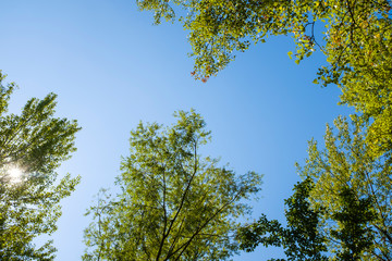 Green deep forest with big high trees on a green landscape