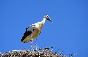 Storch