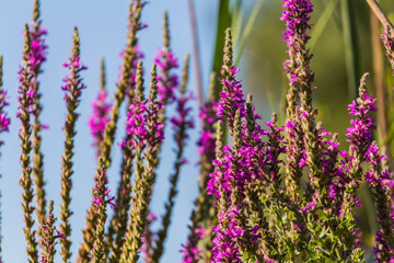 Pink plant in bloom close up still