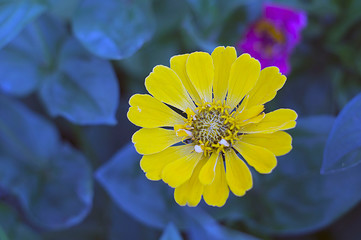 Flower close-up in the garden.