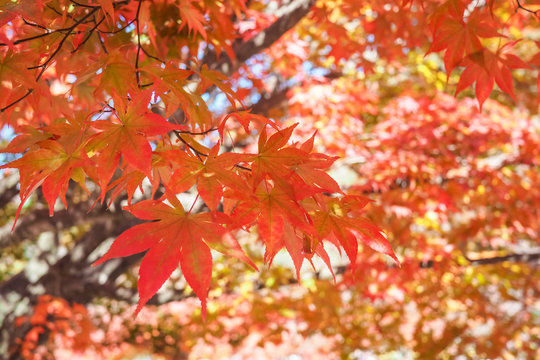 Colourful red and yellow maple leafe under the maple tree during autumn in South Korea,Maple red background..