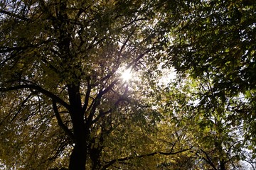 Autumn sun through tree tops