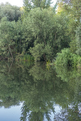 Green trees reflected on a green river shore in Girona, Catalonia