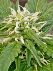 head of marijuana,young pistil on macro