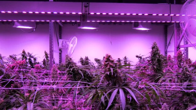 marijuana plants growing indoor under artificial light