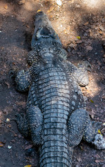 Obraz premium Crocodile or alligator close-up portrait