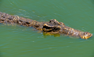 Crocodile or alligator close-up portrait Shallow DOF