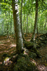 Green beech grove forest landscape in Catalonia on a deep forest scene