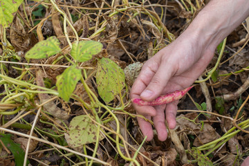 Gardener picks fresh crop bean pods, farmer hands with bean pods, organic vegetables from the garden
