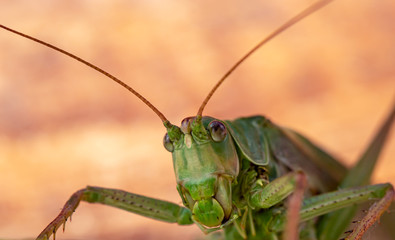 Portrait of garden locust close up