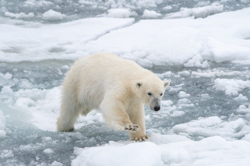 Obraz na płótnie Canvas Polar bear (Ursus maritimus) making it's way across floating blocks of sea ice near Svalbard, Norway.