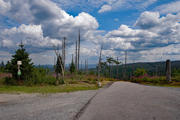 Waldsterben im Bayerischen Wald in Niederbayern, Bayern, Deutschland 