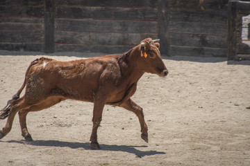 vaquilla corriendo por plaza de toros en una capea española