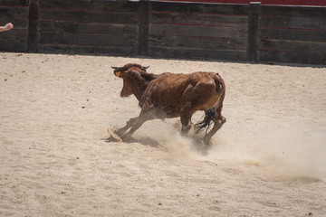 vaquilla corriendo en plaza d e toros clavando en la arena