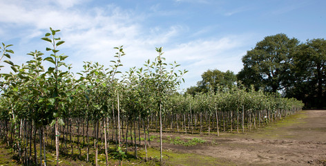 Tree nursery. Horticulture Netherlands