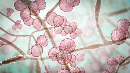 Candida auris fungi, emerging multidrug resistant fungus, 3D illustration - obrazy, fototapety, plakaty