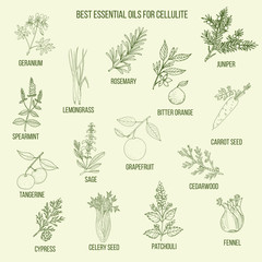 Fototapeta na wymiar Best essential oils for cellulite