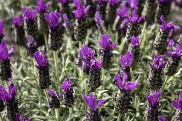 Garden lavender plants