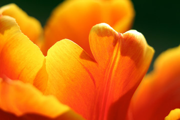 Fototapeta premium Blumen im Sonnenlicht. Orange Tulpen leuchten in der Sonne und zeigen Details in den Blüten.