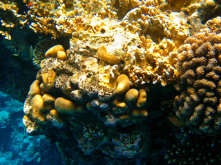 Obraz na płótnie Canvas Corals at the bottom of the Red Sea