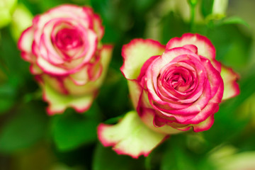 Pink and white blooming roses gifrt with love
