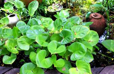 green plants in the garden