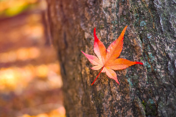 Colourful red of maple leafs on the tree during autumn in Naejangsan national park,South Korea,feeling warm.