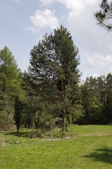 Obraz premium Slovakia forest nature