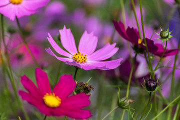 Cosmos bipinnatus a mixture of colours