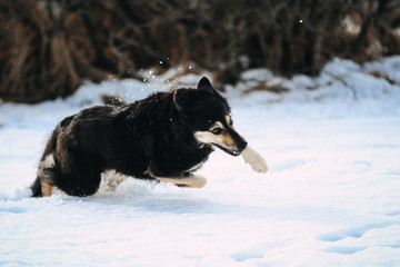 Mischling galoppiert im Schnee