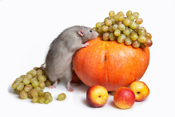Cute rat dumbo with fruits and vegetables on a white isolated background. Grapes, pumpkin, nectarines. Rat - a symbol of the Chinese New Year
