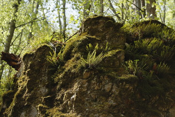 Slovakia forest nature