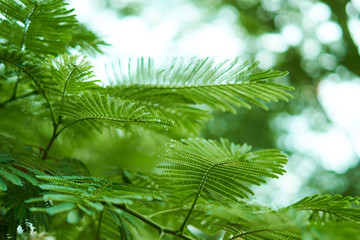 fotografia de varias plantas verdes 